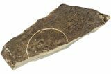 Tomagnostus Agnostid Trilobite - St Davids, South Wales #188857-1
